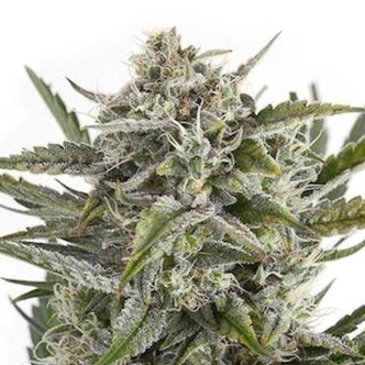 OG Kush (Sensation Seeds) feminizovan&aacute;