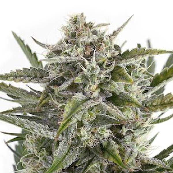 OG Kush (Sensation Seeds) feminizovaná