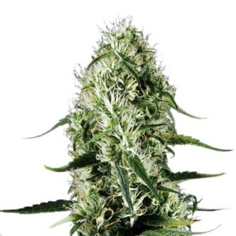 Super Silver Haze (Sensation Seeds) feminizovan&aacute;