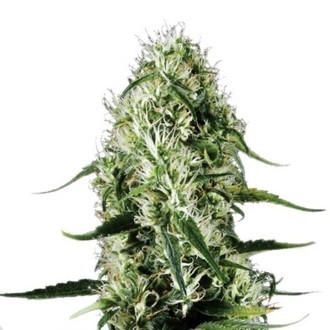 Super Silver Haze (Sensation Seeds) feminizovan&aacute;