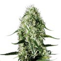 Super Silver Haze (Sensation Seeds) feminizovaná