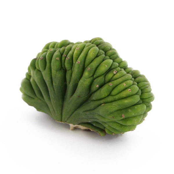 San Pedro cristata (Echinopsis pachanoi cristata)