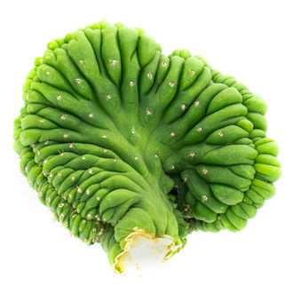 San Pedro cristata (Echinopsis pachanoi cristata)