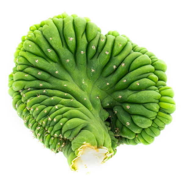 San Pedro cristata (Echinopsis pachanoi cristata)