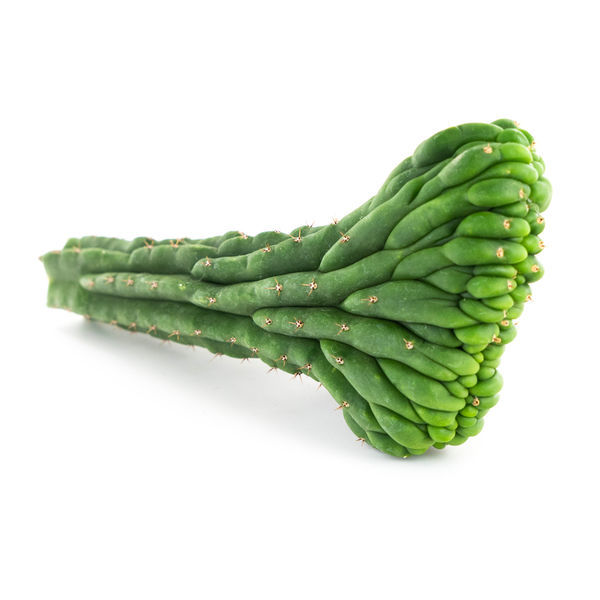 San Pedro cristata (Echinopsis pachanoi cristata)