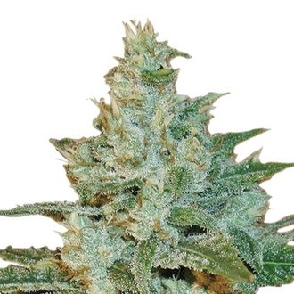 AK-47 (Sensation Seeds) feminizovan&aacute;