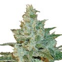 AK-47 (Sensation Seeds) feminizovaná