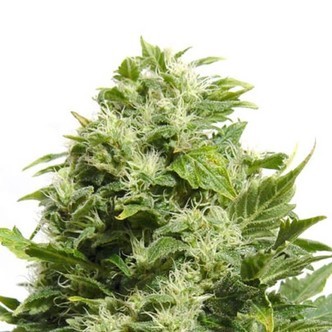 Cheese (Sensation Seeds) feminizovan&aacute;