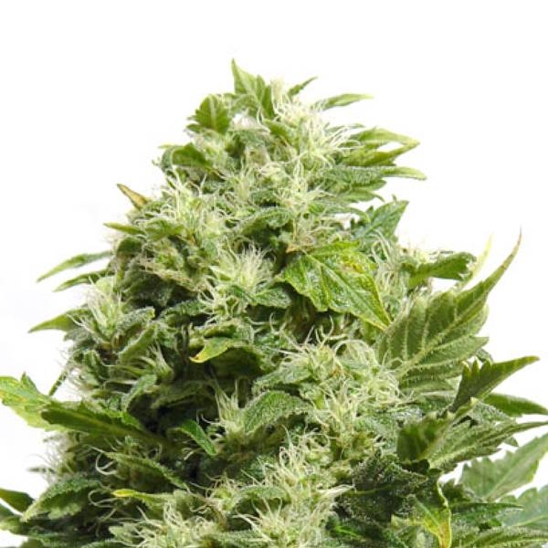Cheese (Sensation Seeds) feminizovaná