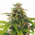 Sensation Haze Samonakvétací (Sensation Seeds) feminizovaná