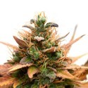 Medijuana CBD (Sensation Seeds) feminizovaná