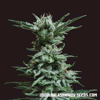 AK Skunk (Kalashnikov Seeds) feminizovan&aacute;