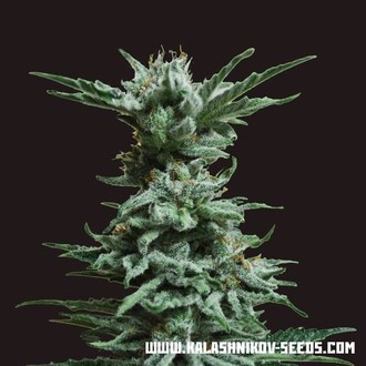 AK Skunk (Kalashnikov Seeds) feminizovan&aacute;