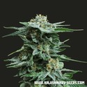 AK Kush (Kalashnikov Seeds) feminizovaná
