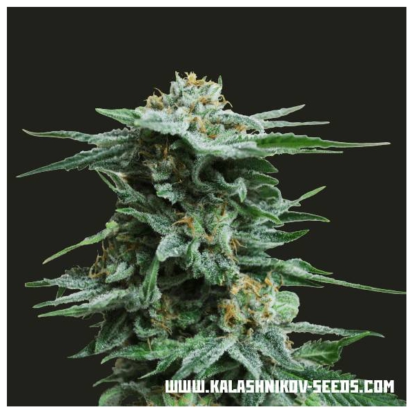 AK Kush (Kalashnikov Seeds) feminizovaná