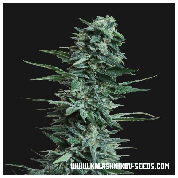 Kubanskiy Ubiyza (Kalashnikov Seeds) feminizovaná