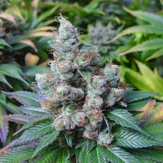 SomaRi (Soma Seeds) feminizovan&eacute;