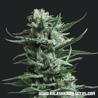 Siberian Haze (Kalashnikov Seeds) feminizovan&aacute;