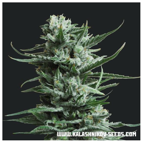 Siberian Haze (Kalashnikov Seeds) feminizovaná
