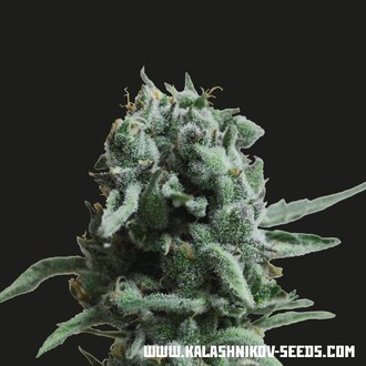White Widow 47 (Kalashnikov Seeds) feminizovan&aacute;