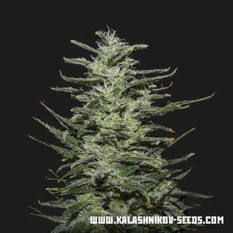 Amnesia Molotov (Kalashnikov Seeds) feminizovan&aacute;