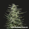 Amnesia Molotov (Kalashnikov Seeds) feminizovaná