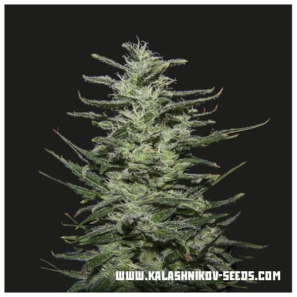 Amnesia Molotov (Kalashnikov Seeds) feminizovaná
