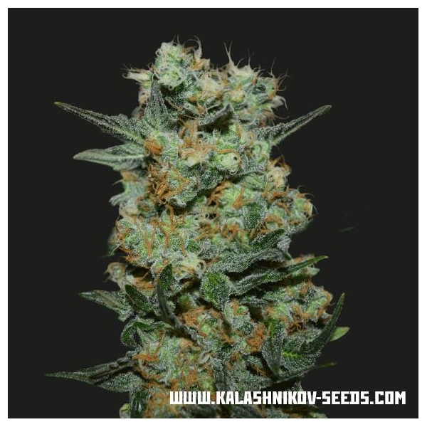 Baikal Express (Kalashnikov Seeds) feminizovaná