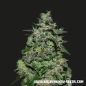 AK Kush Express (Kalashnikov Seeds) feminizovaná