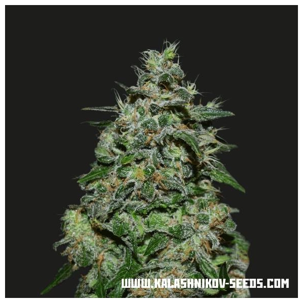 AK Kush Express (Kalashnikov Seeds) feminizovaná