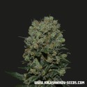 Kalashnikov Express (Kalashnikov Seeds) feminizovaná