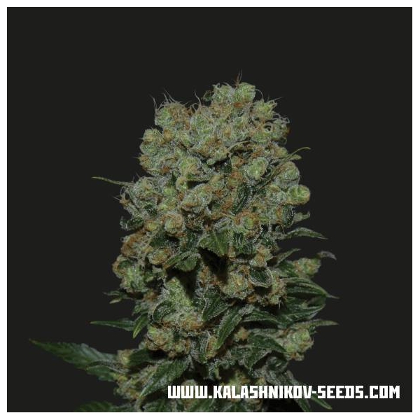 Kalashnikov Express (Kalashnikov Seeds) feminizovaná