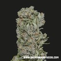 White Critical Express (Kalashnikov Seeds) feminizovaná