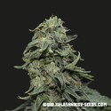 Kabul Express (Kalashnikov Seeds) feminizovaná