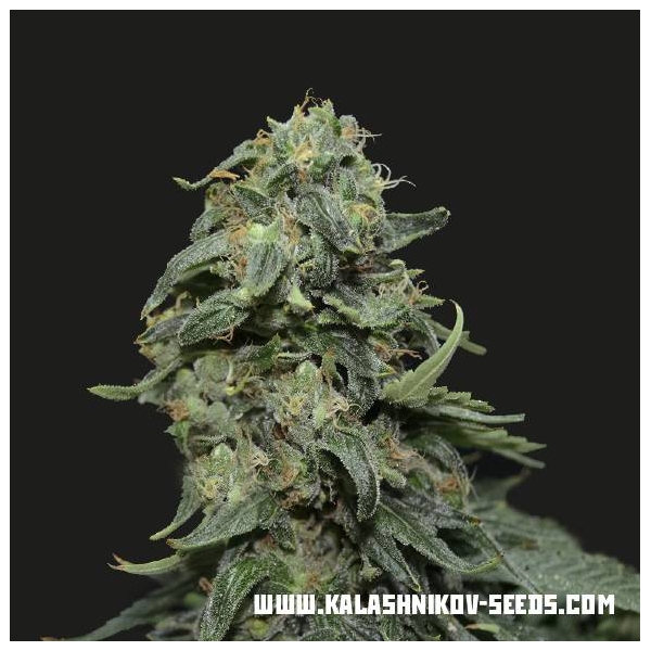 Kabul Express (Kalashnikov Seeds) feminizovaná