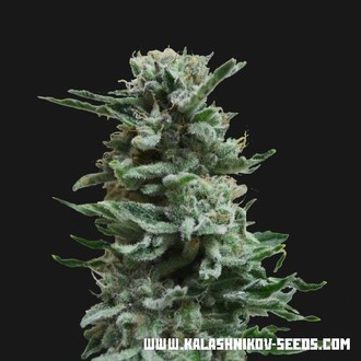 AK Skunk Samonakv&eacute;tac&iacute; (Kalashnikov Seeds) feminizovan&aacute;