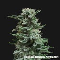 AK Skunk Samonakvétací (Kalashnikov Seeds) feminizovaná