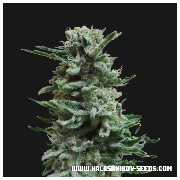 AK Skunk Samonakvétací (Kalashnikov Seeds) feminizovaná