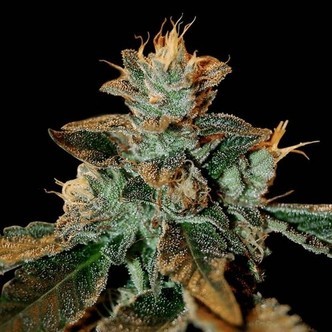 Cataract Kush (DNA Genetics) feminizovan&aacute;