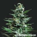 Moscow Blueberry Auto (Kalashnikov Seeds) feminizovaná