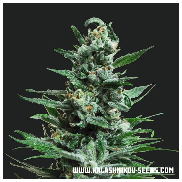 Moscow Blueberry Auto (Kalashnikov Seeds) feminizovaná