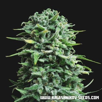 Siberian Haze Samonakv&eacute;tac&iacute; (Kalashnikov Seeds) feminizovan&aacute;