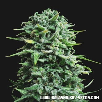 Siberian Haze Samonakv&eacute;tac&iacute; (Kalashnikov Seeds) feminizovan&aacute;