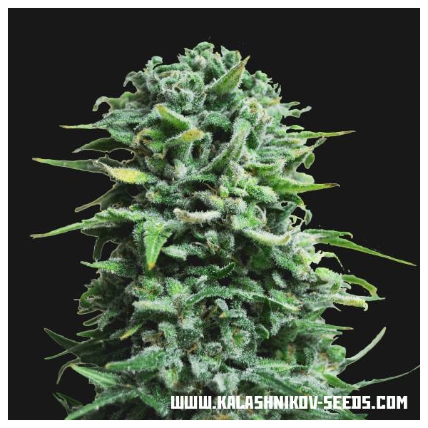 Siberian Haze Samonakvétací (Kalashnikov Seeds) feminizovaná