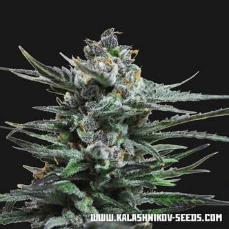 Acid Blue Samonakv&eacute;tac&iacute; (Kalashnikov Seeds) feminizovan&aacute;