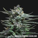 Acid Blue Samonakvétací (Kalashnikov Seeds) feminizovaná