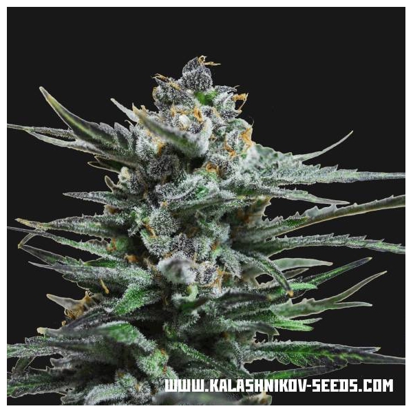 Acid Blue Samonakvétací (Kalashnikov Seeds) feminizovaná