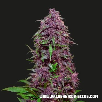 Purple Mazar Auto (Kalashnikov Seeds) feminizovan&aacute;