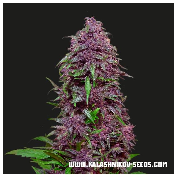 Purple Mazar Auto (Kalashnikov Seeds) feminizovaná