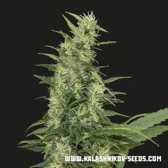 Amur Giant Auto (Kalashnikov Seeds) feminizovan&aacute;